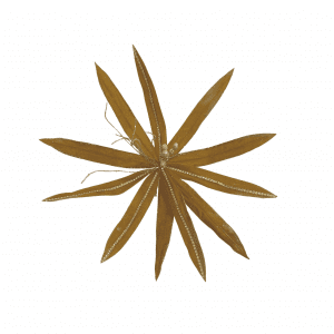 Large Poinsettia Gold