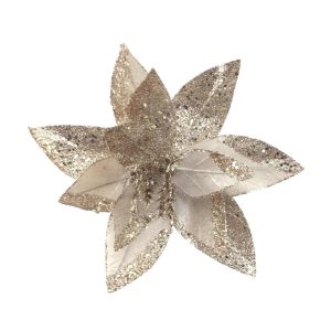 Champagne Poinsettia